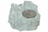Prone Isotelus Trilobite - Mt Orab, Ohio #213162-1